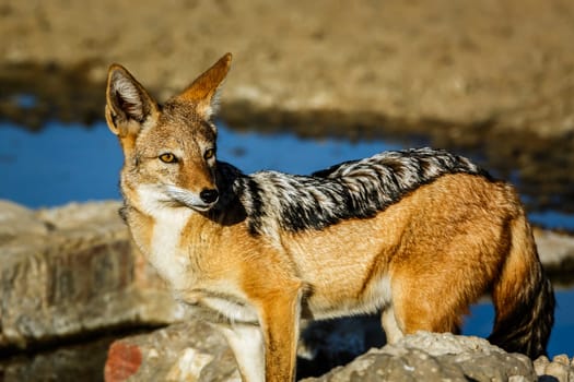 Black backed jackal portrait at waterhole in Kgalagadi transfrontier park, South Africa ; Specie Canis mesomelas family of Canidae