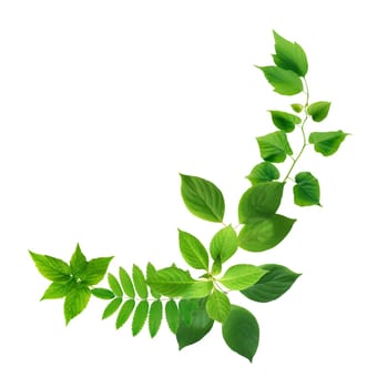 Ecology concept. Nice abstract freshness green leaves set on white