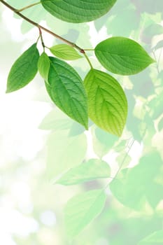 Ecology concept. Nice abstract freshness green leaves