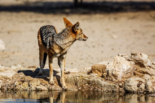 Black backed jackal standing at waterhole after drinking 'çin Kgalagadi transfrontier park, South Africa ; Specie Canis mesomelas family of Canidae