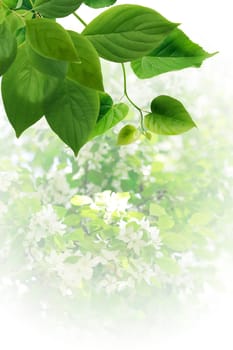 Ecology concept. Nice abstract freshness green leaves