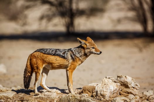 Black backed jackal standing at waterhole after drinking 'çin Kgalagadi transfrontier park, South Africa ; Specie Canis mesomelas family of Canidae