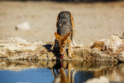 Black backed jackal drinking front view at waterhole in Kgalagadi transfrontier park, South Africa ; Specie Canis mesomelas family of Canidae