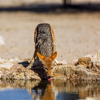 Black backed jackal drinking front view at waterhole in Kgalagadi transfrontier park, South Africa ; Specie Canis mesomelas family of Canidae