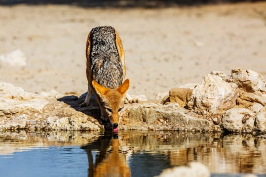 Black backed jackal drinking front view at waterhole in Kgalagadi transfrontier park, South Africa ; Specie Canis mesomelas family of Canidae