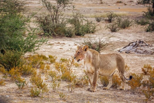 African lioness walking in shrub land in Kgalagadi transfrontier park, South Africa; Specie panthera leo family of felidae