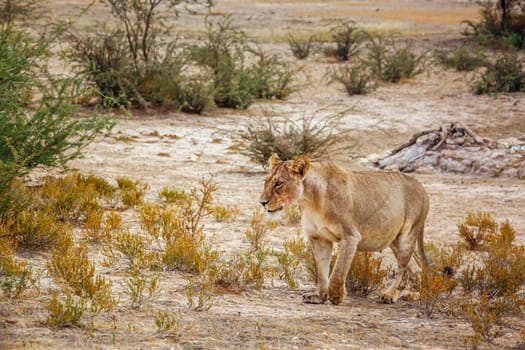 African lioness walking in shrub land in Kgalagadi transfrontier park, South Africa; Specie panthera leo family of felidae