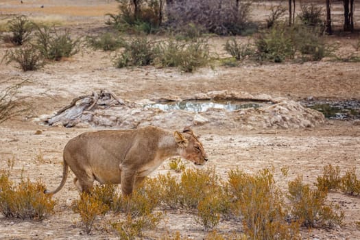 Pregnant African lioness urinating in Kgalagadi transfrontier park, South Africa; Specie panthera leo family of felidae