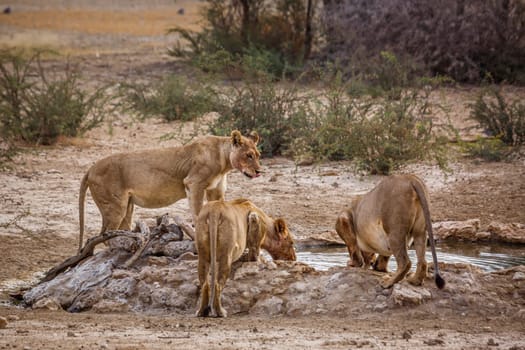 Three African lioness drinking at waterhole in Kgalagadi transfrontier park, South Africa; Specie panthera leo family of felidae