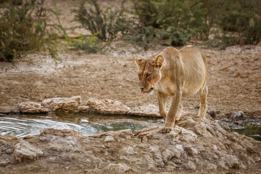 African lioness walking along waterhole in Kgalagadi transfrontier park, South Africa; Specie panthera leo family of felidae