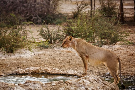 African lioness standing in waterhole in Kgalagadi transfrontier park, South Africa; Specie panthera leo family of felidae
