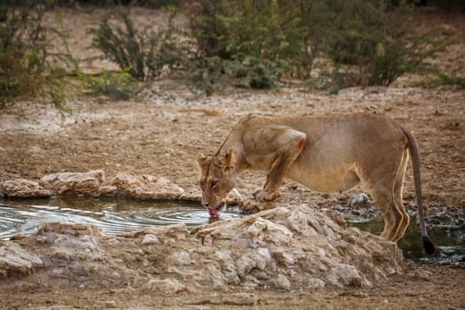 African lioness drinking in waterhole in Kgalagadi transfrontier park, South Africa; Specie panthera leo family of felidae