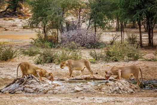 Three African lioness drinking in waterhole in Kgalagadi transfrontier park, South Africa; Specie panthera leo family of felidae