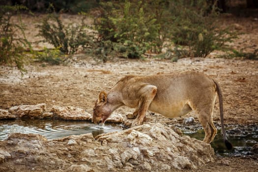 African lioness drinking in waterhole in Kgalagadi transfrontier park, South Africa; Specie panthera leo family of felidae