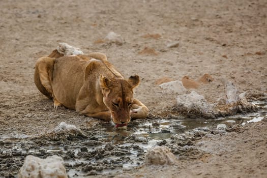 African lioness drinking in waterhole in Kgalagadi transfrontier park, South Africa; Specie panthera leo family of felidae