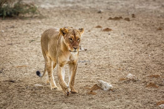 African lioness walking front view in dry land in Kgalagadi transfrontier park, South Africa; Specie panthera leo family of felidae