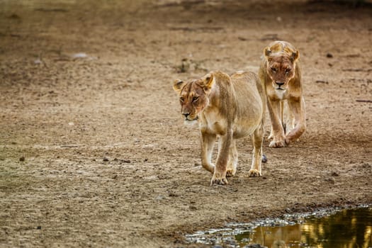 Two African lioness walking front view in dry land in Kgalagadi transfrontier park, South Africa; Specie panthera leo family of felidae