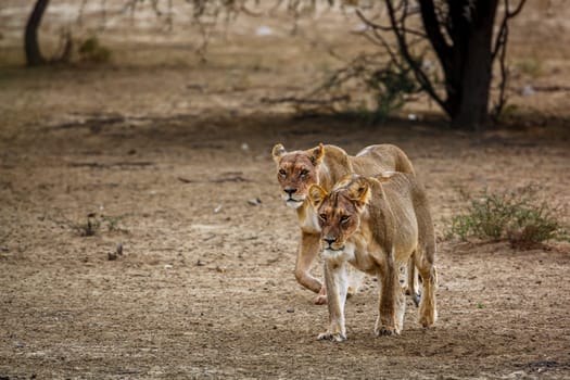 Two African lioness walking front view in dry land in Kgalagadi transfrontier park, South Africa; Specie panthera leo family of felidae