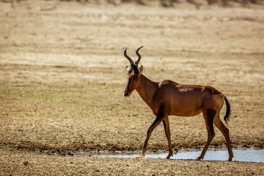 Hartebeest walking along waterhole in Kgalagadi transfrontier park, South Africa; specie Alcelaphus buselaphus family of Bovidae