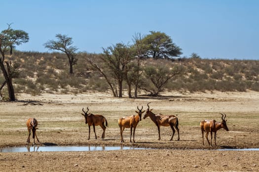 Small group of Hartebeest in waterhole in Kgalagadi transfrontier park, South Africa; specie Alcelaphus buselaphus family of Bovidae