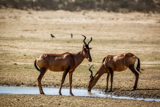 Two Hartebeest drinking at waterhole in Kgalagadi transfrontier park, South Africa; specie Alcelaphus buselaphus family of Bovidae