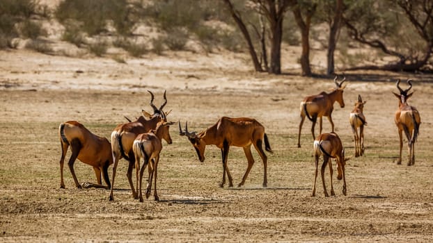 Small group of Hartebeest walking in dry land in Kgalagadi transfrontier park, South Africa; specie Alcelaphus buselaphus family of Bovidae