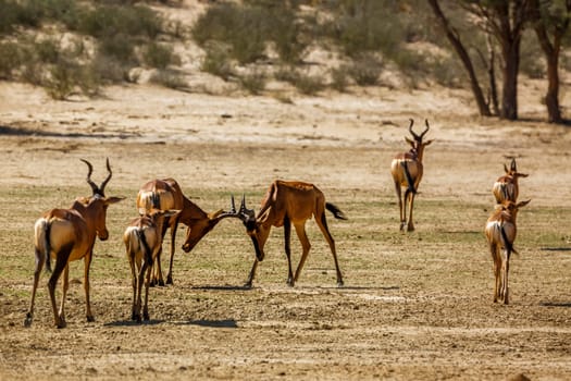 Small group of Hartebeest walking in dry land in Kgalagadi transfrontier park, South Africa; specie Alcelaphus buselaphus family of Bovidae