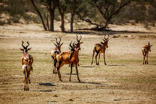 Small group of Hartebeest walking in dry land in Kgalagadi transfrontier park, South Africa; specie Alcelaphus buselaphus family of Bovidae