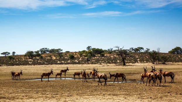 Herd of Hartebeest drinking at waterhole in Kgalagadi transfrontier park, South Africa; specie Alcelaphus buselaphus family of Bovidae