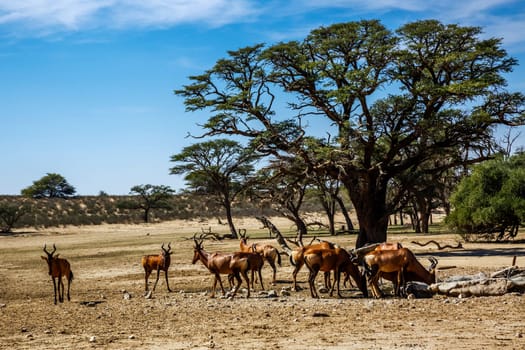 Small group of Hartebeest drinking at waterhole in Kgalagadi transfrontier park, South Africa; specie Alcelaphus buselaphus family of Bovidae