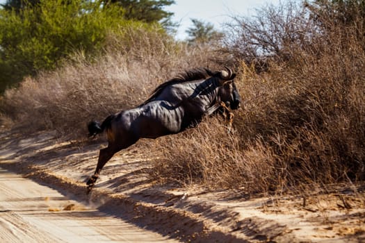 Blue wildebeest jumping over savari road in Kgalagadi transfrontier park, South Africa ; Specie Connochaetes taurinus family of Bovidae