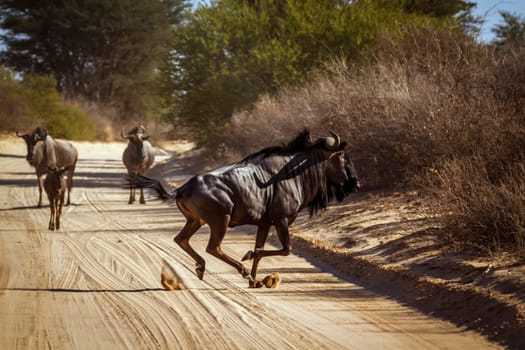 Blue wildebeest running crossing safari road in Kgalagadi transfrontier park, South Africa ; Specie Connochaetes taurinus family of Bovidae