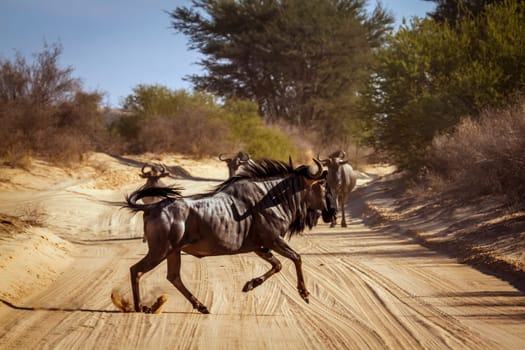 Blue wildebeest running crossing safari road in Kgalagadi transfrontier park, South Africa ; Specie Connochaetes taurinus family of Bovidae