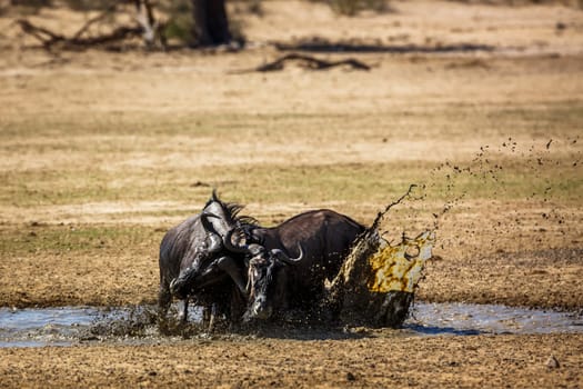 Two Blue wildebeest bull fighting in waterhole in Kgalagadi transfrontier park, South Africa ; Specie Connochaetes taurinus family of Bovidae