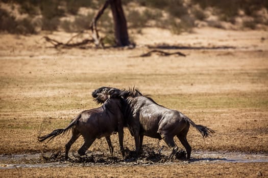 Two Blue wildebeest bull fighting in waterhole in Kgalagadi transfrontier park, South Africa ; Specie Connochaetes taurinus family of Bovidae