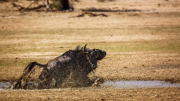 Two Blue wildebeest bull fighting in waterhole in Kgalagadi transfrontier park, South Africa ; Specie Connochaetes taurinus family of Bovidae