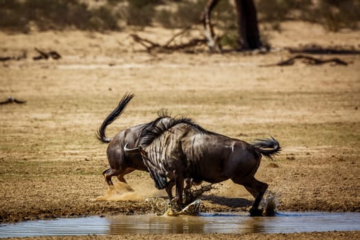 Two Blue wildebeest bull fighting in waterhole in Kgalagadi transfrontier park, South Africa ; Specie Connochaetes taurinus family of Bovidae