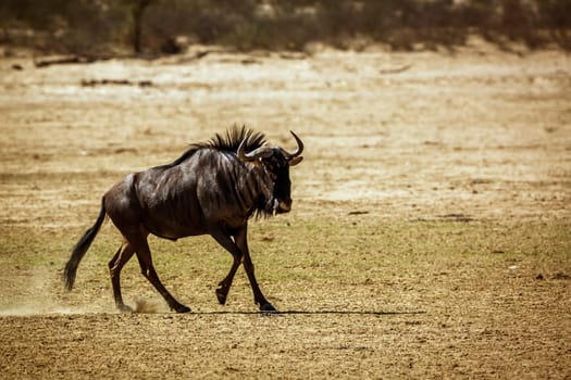 Blue wildebeest running in dry land in Kgalagadi transfrontier park, South Africa ; Specie Connochaetes taurinus family of Bovidae