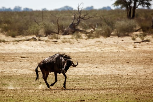 Blue wildebeest running in dry land in Kgalagadi transfrontier park, South Africa ; Specie Connochaetes taurinus family of Bovidae