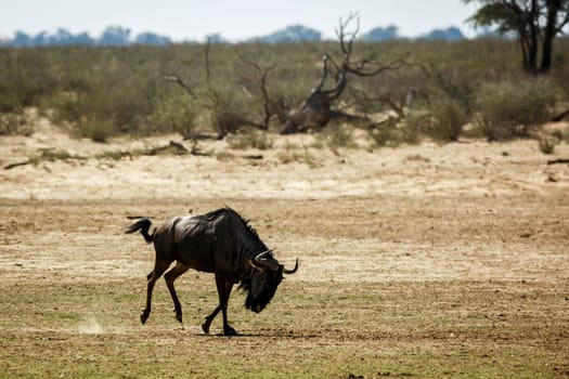 Blue wildebeest running in dry land in Kgalagadi transfrontier park, South Africa ; Specie Connochaetes taurinus family of Bovidae