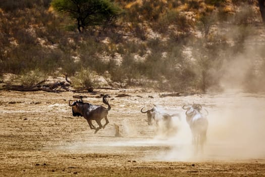 Group of Blue wildebeest running out çin Kgalagadi transfrontier park, South Africa ; Specie Connochaetes taurinus family of Bovidae