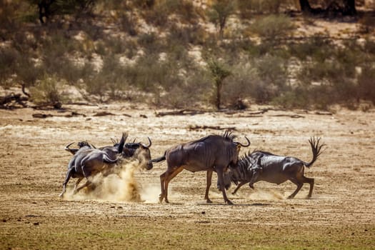 Group of Blue wildebeest running out çin Kgalagadi transfrontier park, South Africa ; Specie Connochaetes taurinus family of Bovidae