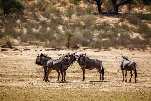 Four Blue wildebeest standing in dry land in Kgalagadi transfrontier park, South Africa ; Specie Connochaetes taurinus family of Bovidae