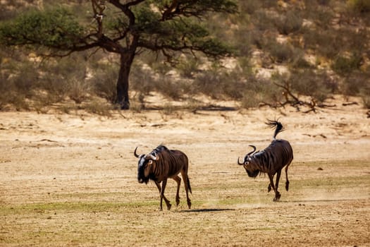 Two Blue wildebeest running out in dry land in Kgalagadi transfrontier park, South Africa ; Specie Connochaetes taurinus family of Bovidae