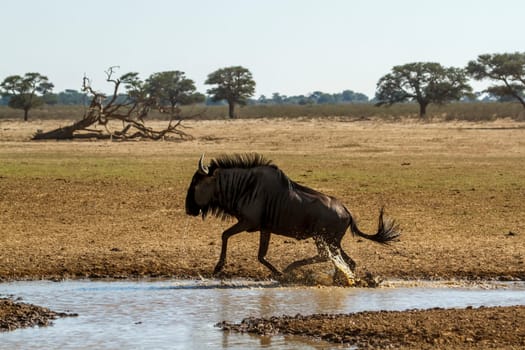 Blue wildebeest jumping out of waterhole in Kgalagadi transfrontier park, South Africa ; Specie Connochaetes taurinus family of Bovidae