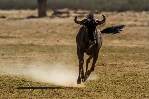 Blue wildebeest running front view in dry land in Kgalagadi transfrontier park, South Africa ; Specie Connochaetes taurinus family of Bovidae