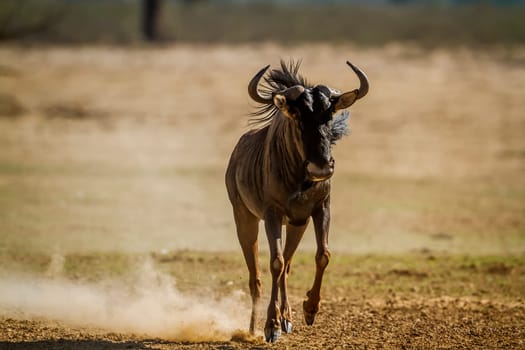 Blue wildebeest running front view in dry land in Kgalagadi transfrontier park, South Africa ; Specie Connochaetes taurinus family of Bovidae