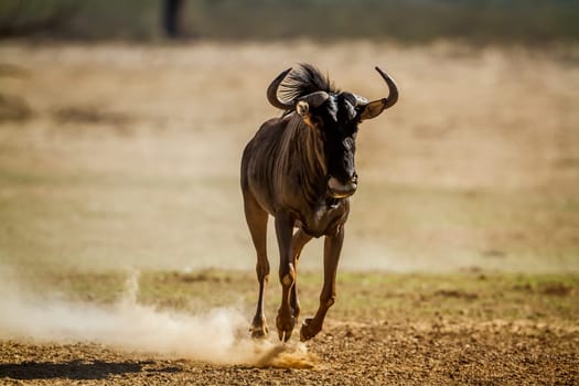 Blue wildebeest running front view in dry land in Kgalagadi transfrontier park, South Africa ; Specie Connochaetes taurinus family of Bovidae