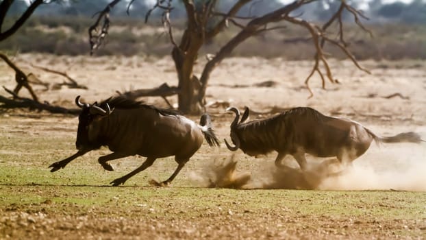 Two Blue wildebeest running out in dry land in Kgalagadi transfrontier park, South Africa ; Specie Connochaetes taurinus family of Bovidae