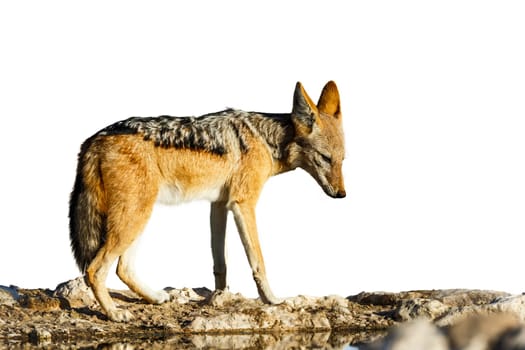 Black backed jackal isolated in white background in Kgalagadi transfrontier park, South Africa ; Specie Canis mesomelas family of Canidae